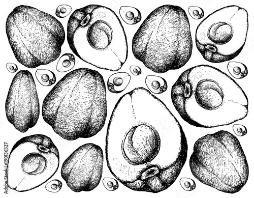 Hand Drawn of Pomerac or Malay Apple on White Background