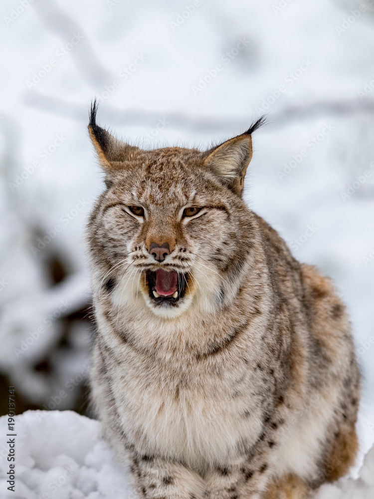 Fototapeta premium Eurasian Lynx, Lynx lynnx, in the snow, yawning