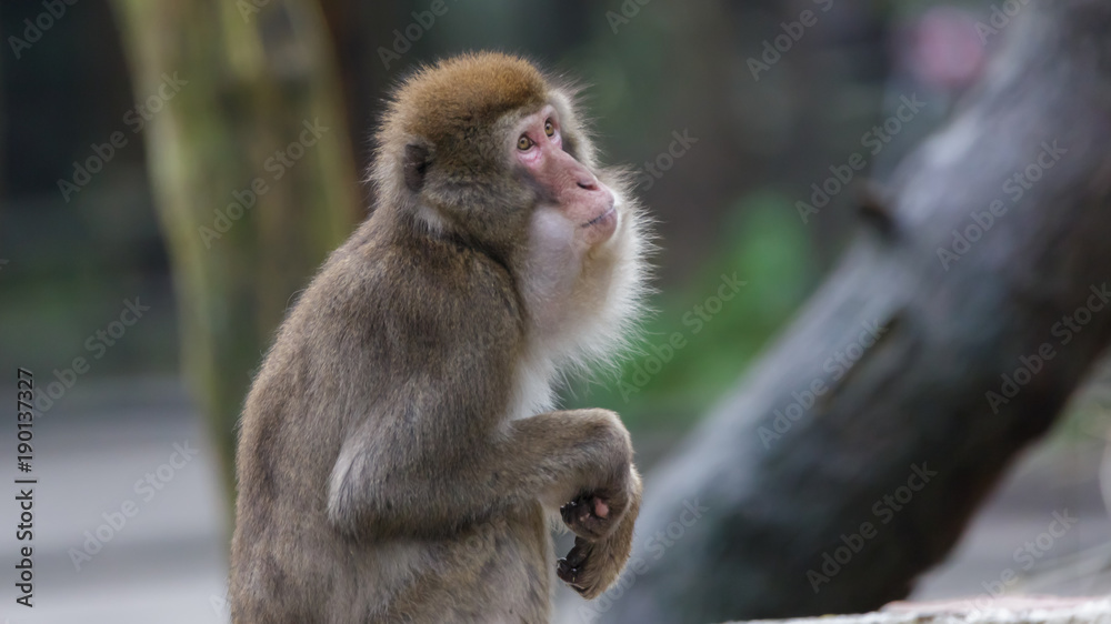 Japanese Macaque