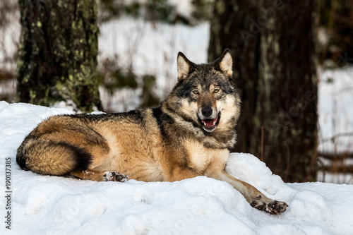 Grey wolf  Canis lupus  lying down resting  looking peaceful  in a snowy winter forest in the zoo  Kristiansand  Norway