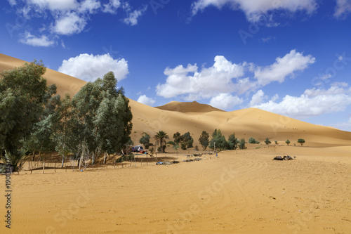 oasis in the Sahara desert