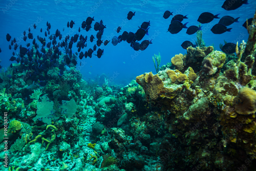 Fototapeta premium Coral garden