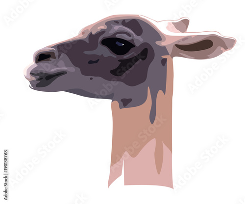 Portrait of a Guanaco camel on a white background