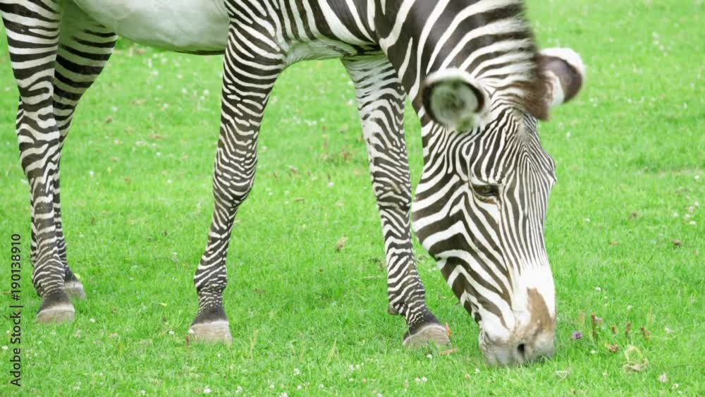 Close up of african zebra in savannah. Zebra eating green grass in national park. Wild life outdoors. Close up of african zebra in savannah. Zebra eating green grass in national park. Wild life outdoors.
