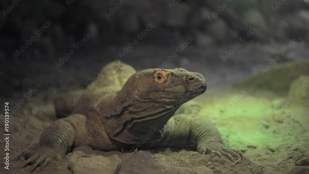 Komodo dragon in holding pen Komodo dragon in holding pen
