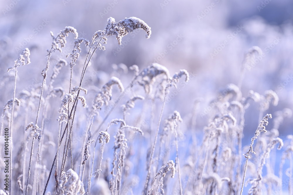 Grass branches frozen in the ice. Frozen grass branch in winter. Branch covered with snow Grass branches frozen in the ice. Frozen grass branch in winter. Branch covered with snow