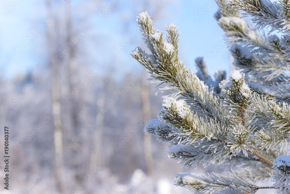 Winter pine tree branches covered with snow. Frozen tree branch in winter forest. Winter pine tree branches covered with snow. Frozen tree branch in winter forest.