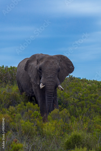 Elephant in africa © Sebastin