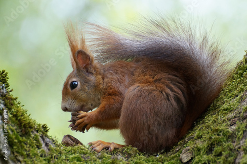 Sciurus vulgaris