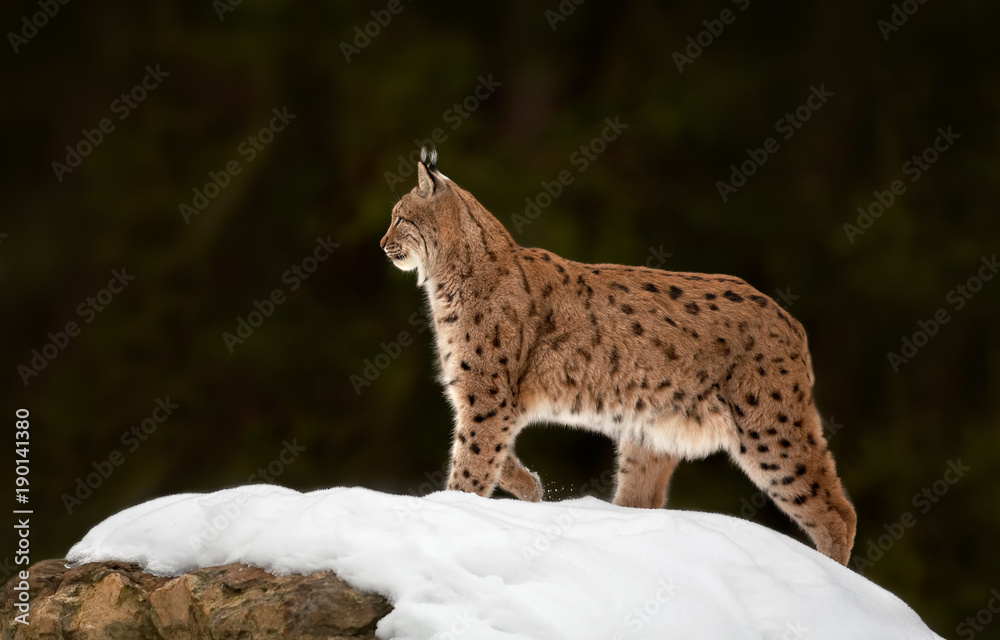 Fototapeta premium Eurasian Lynx Lynx lynx in winter posing on snowy rock. Dark green blurry background.