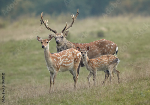 Group of deer, Cervus nippon dybowski, Dybowski's sika deer or Manchurian sika deer . Family, adult dominant male, female and fawn on autumn meadow staring directly at camera.  photo