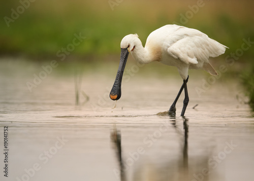Wild white water bird Eurasian Spoonbill Platalea leucorodia, searching for fish , wading in the lagoon. Calm water surface reflecting orange sky, spoonbill and green background. European wildlife.