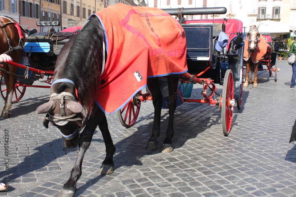 Horses on the Piazza del Pantheon, in Rome, Italy