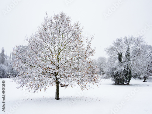 Snowy tree