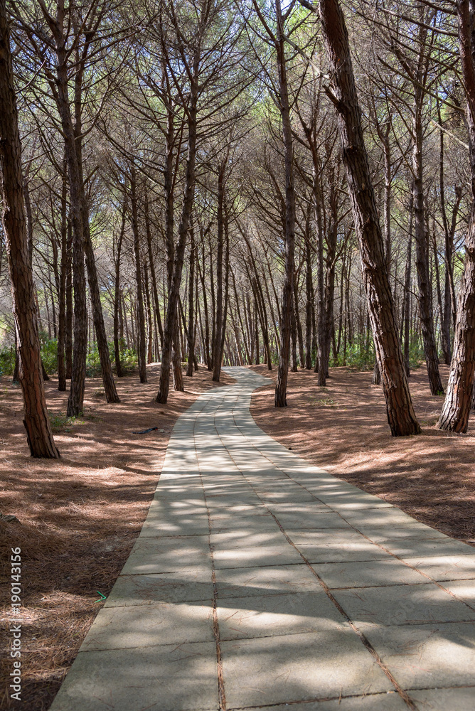 Alley in the mediterranean pine forest