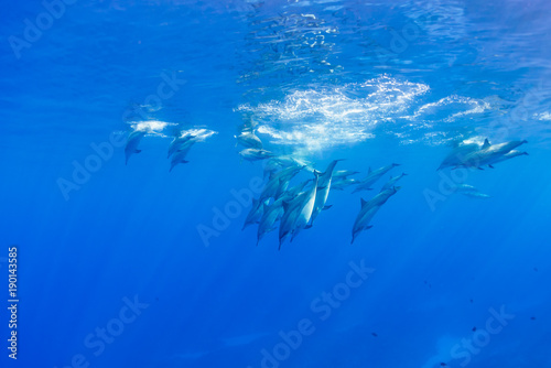 Diving Dolphin Pod