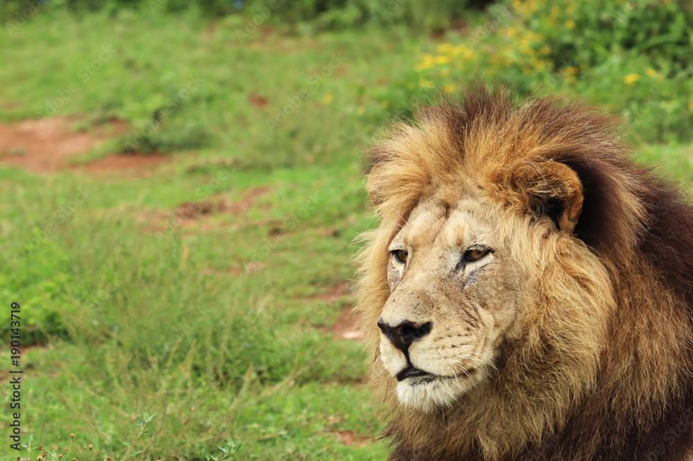 A close up shot of a Lion's head