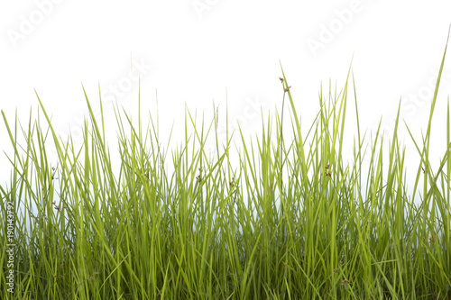 Grass isolated on white background.