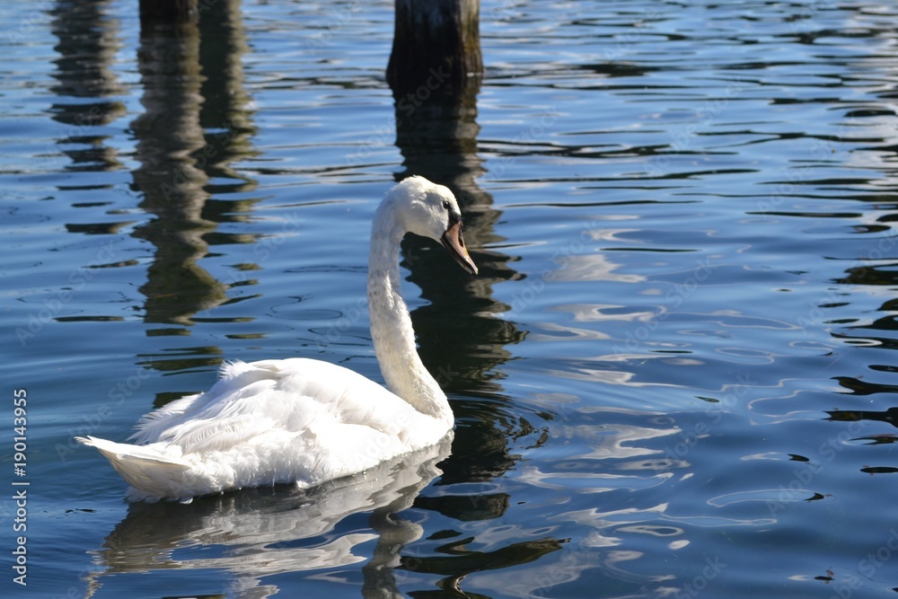 Obraz premium Cygnus