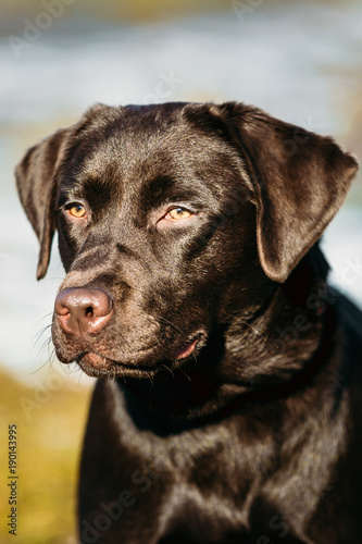 Beautiful Brown Dog Lab Labrador Retriever  © Grigory Bruev
