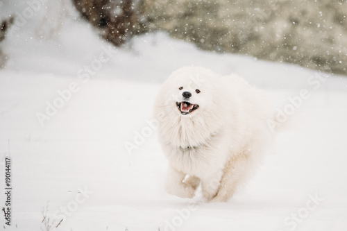 Young White Samoyed Dog Bjelkier, Smiley, Sammy Playing Running