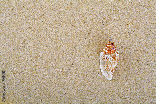 Seashell on sand  top view. Summer background.