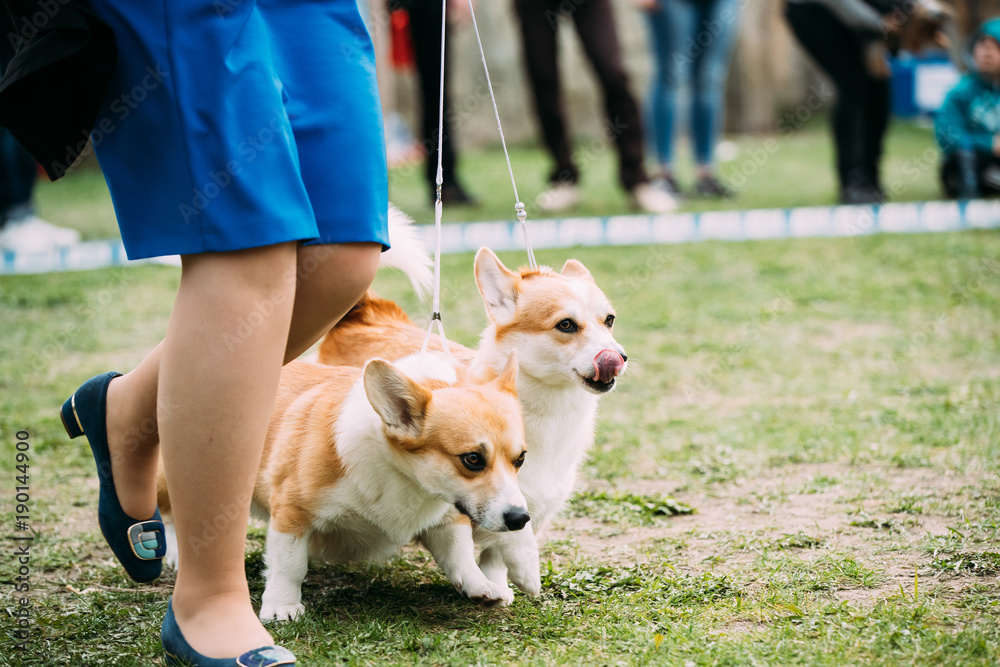 Two Funny Pembroke Welsh Corgi Dogs Running Near Woman In Green Grass Two Funny Pembroke Welsh Corgi Dogs Running Near Woman In Green Grass