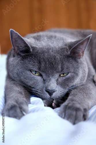 British Blue cat lying down, front paws out stretched towards the cmaera, face and eyes looking at the camera, grey fur, yellow eyes, close up