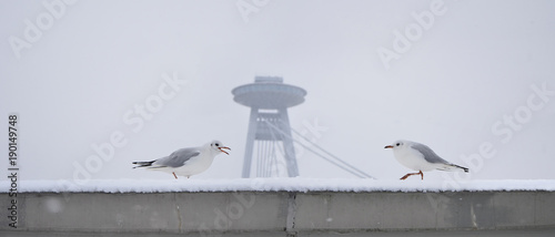 Seagull in winter city