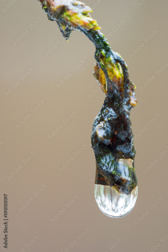 Fotografie Macro photography of a drop of water hanging from a wet tree branch in the forest