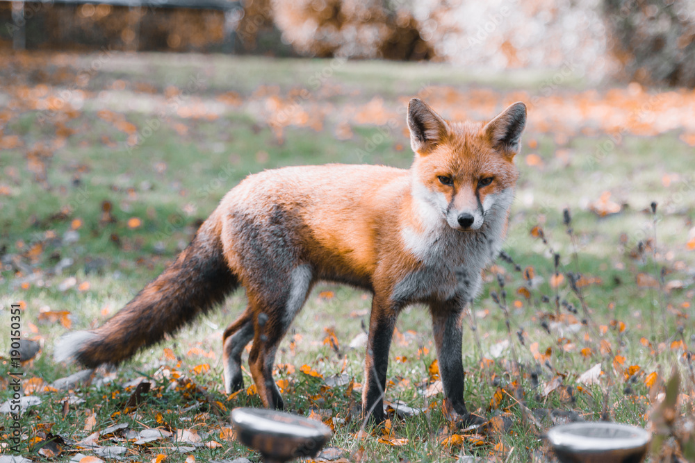 Beautiful Fox In Autumn Garden