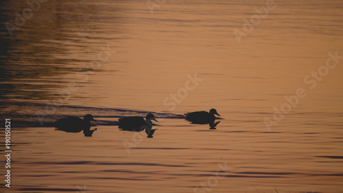 Sunrise Swim