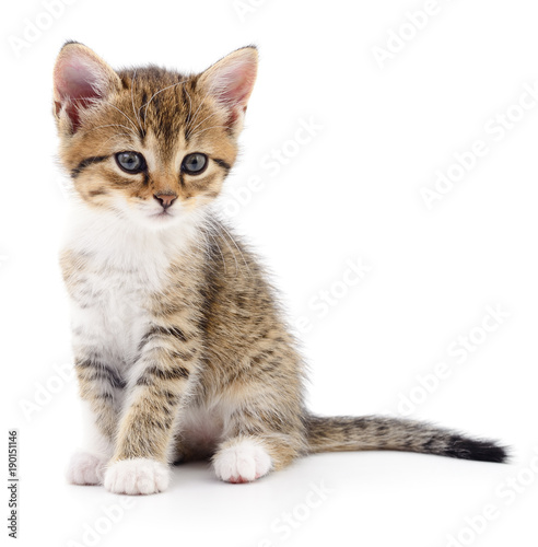 Kitten on white background.