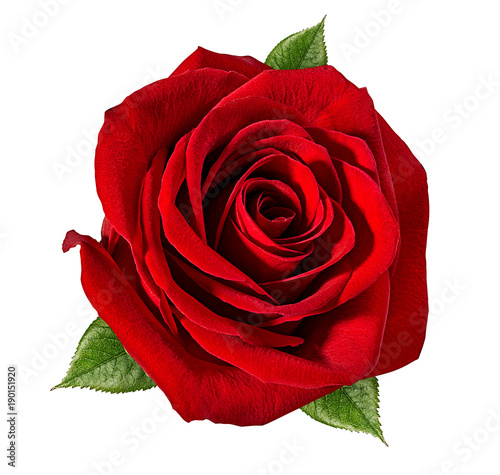 Fresh beautiful red rose isolated on white background with clipping path