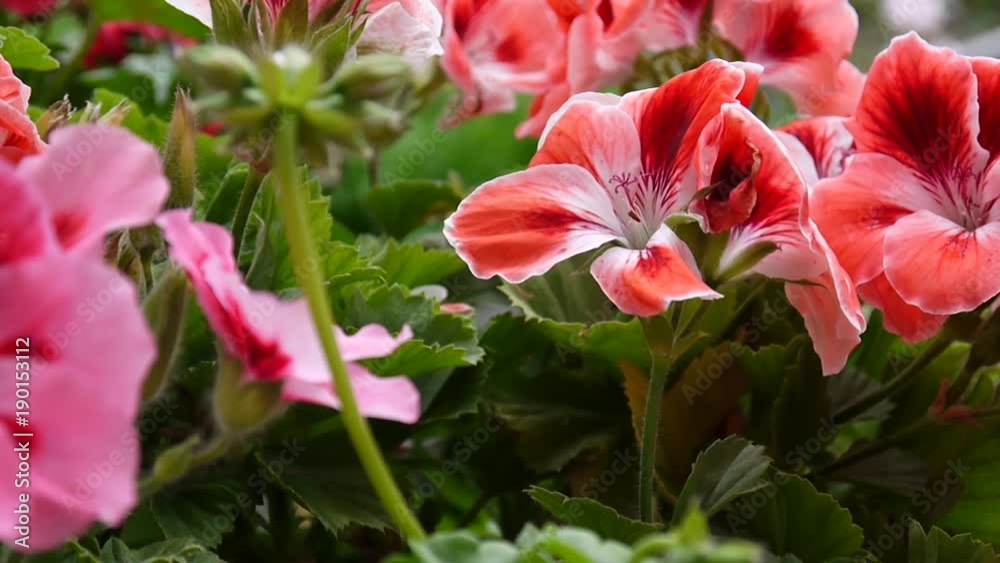 Pink geranium flowers on the flowerbed. HD video static camera. Pink geranium flowers on the flowerbed. HD video static camera.