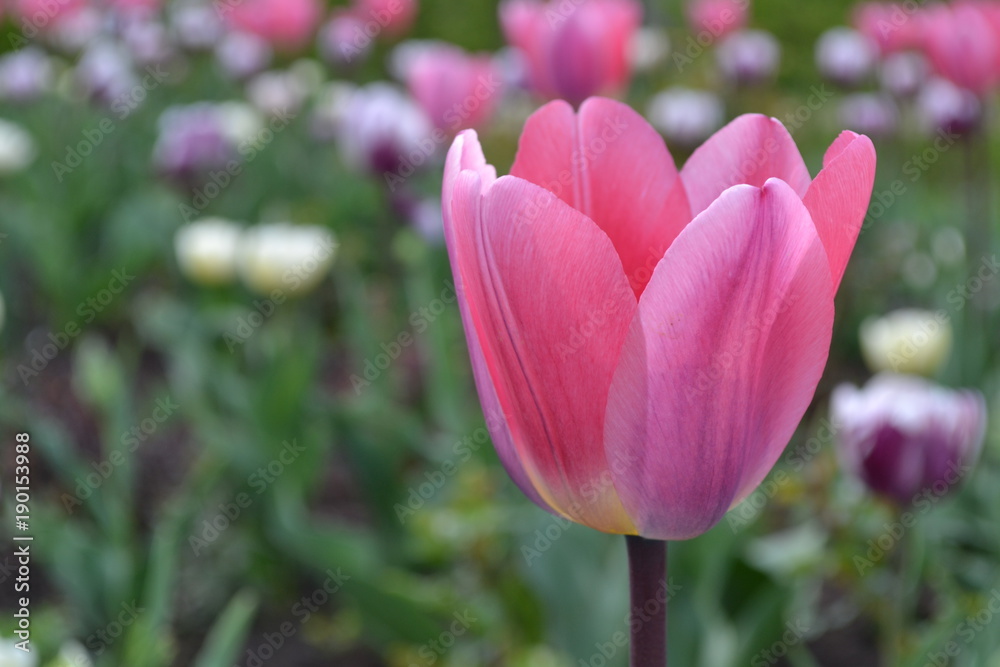 Fototapeta premium Tulpe