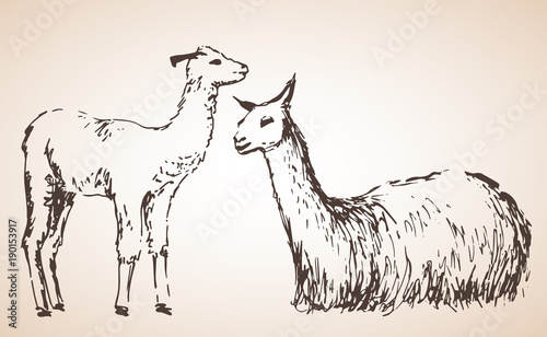 Lama with baby. Isolated on white background