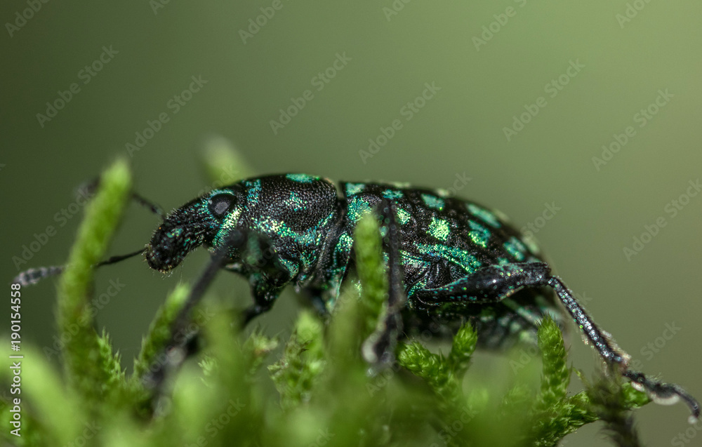 Black and blue beautiful beetle insect, with blue spots on the body, on a tree, macro closeup, on green moss Black and blue beautiful beetle insect, with blue spots on the body, on a tree, macro closeup, on green moss