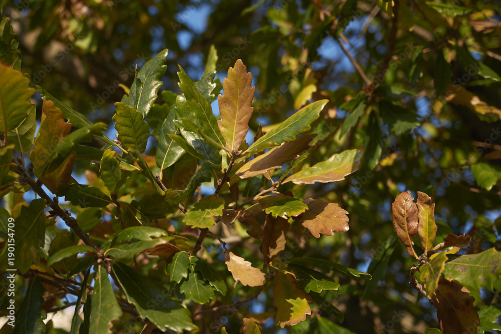 Quercus ilex Quercus ilex
