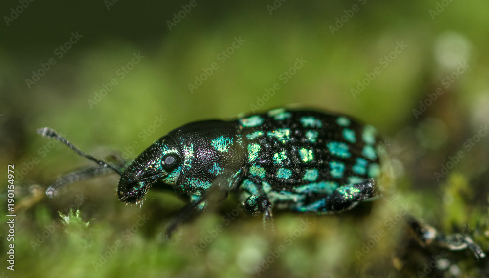Naklejka premium Black and blue beautiful beetle insect, with blue spots on the body, on a tree, macro closeup, on green moss