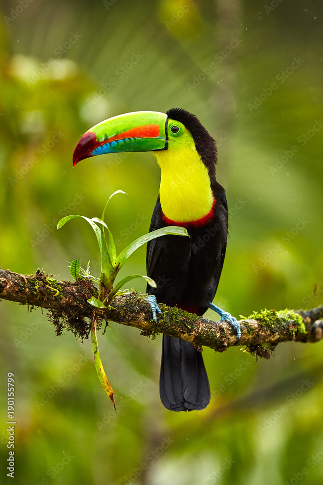 Portrait of Keel-billed Toucan (Ramphastus sulfuratus) perched on branch at Tropical Reserve. In Costa Rica. Wildlife bird - obrazy, fototapety, plakaty 