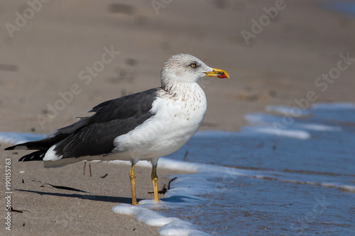 Seagull