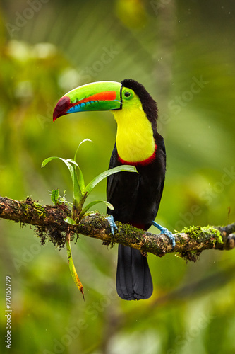 Portrait of Keel-billed Toucan (Ramphastus sulfuratus) perched on branch at Tropical Reserve. In Costa Rica. Wildlife bird