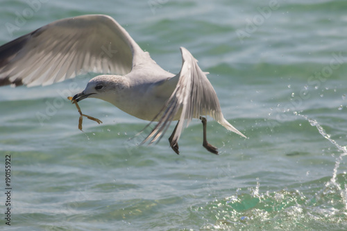 Seagull