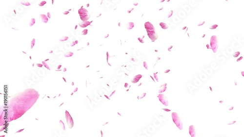 Falling and swirling pink rose petals over white background. Valentine slow motion HD animation, close up.