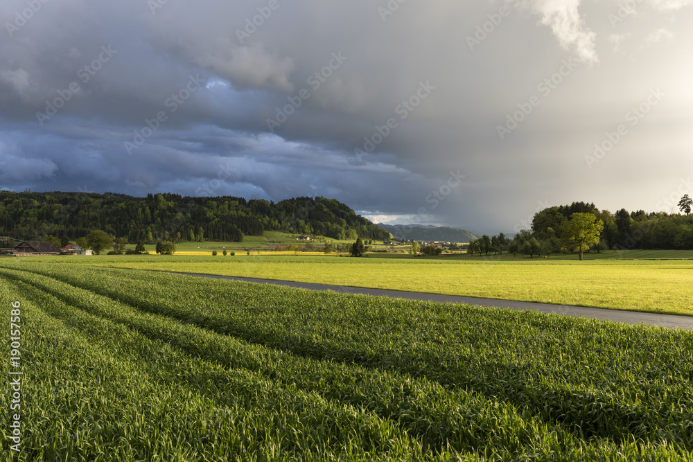 Grain field glows in the sunlight after a heavy thunderstorm