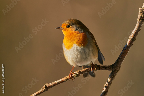 Robin perched on a tree