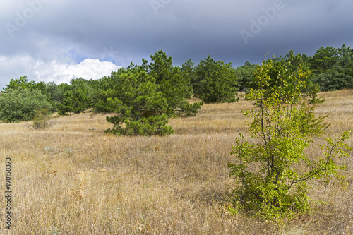 Edge of the mountain forest. Crimea.