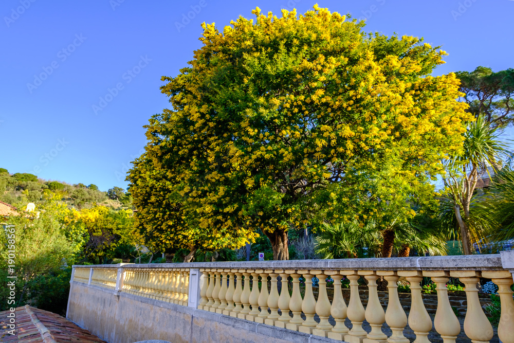 Vue sur la Terrasse avec des arbres de mimosa en fleurs, dans le village de Bormes les Mimosas, Provence, sud de France..