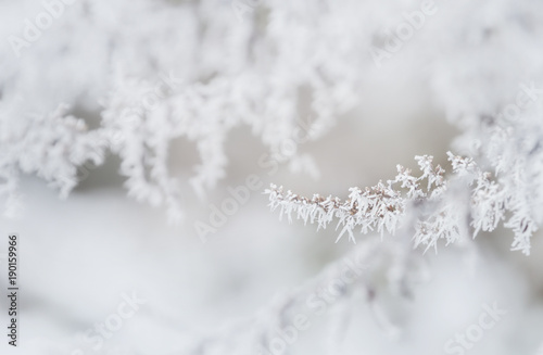 Winter tree frozen branches